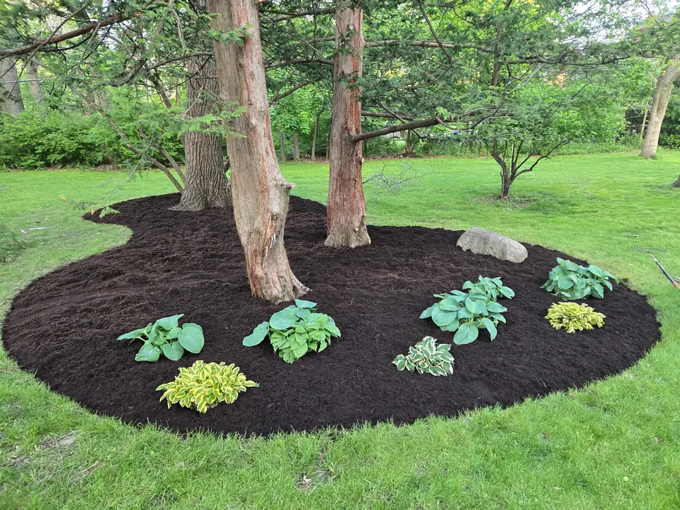 The same bed cleared, edged and mulched, with the hostas spaced out under the trees.